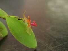 orchidspecies.com Almisa