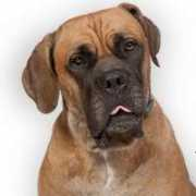 sanctuaryforseniordogs.org Almonzo