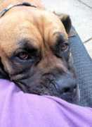 sanctuaryforseniordogs.org Almonzo