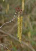 Alnus