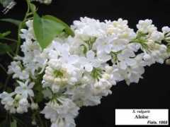 lottah.com Aloise