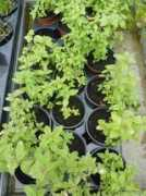 garten-de.com Aloisie