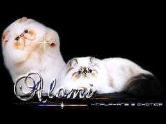 purring-army.com Alomi