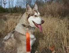 xanadushilohs.com Alosia