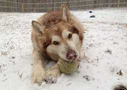 xanadushilohs.com Alosia