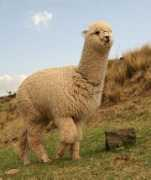 pikespeakphoto.com Alpaca