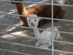 lumq.com Alpaca
