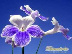 dimetris.com.ua Alrine