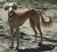 Alsayad