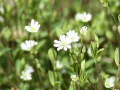 botanic.jp Alsine