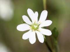 botanic.jp Alsine