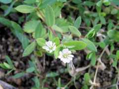 botanic.jp Alsine
