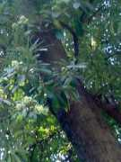 Alstonia