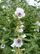 garten-de.com Althaea