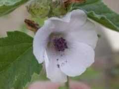 malvaceae.info Althaea