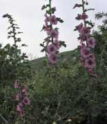 Althaea