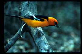 birdcentral.net Altimira