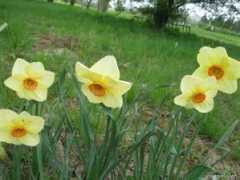 garden-en.com Altruist