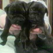 pugs-briosh.narod.ru Aluciano