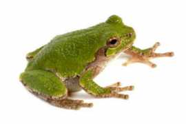 ciencia.hsw.uol.com.br Alucinogeno