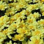 swallowtailgardenseeds.com Alumia