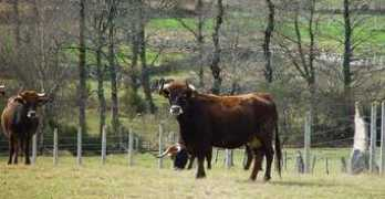 Alvao