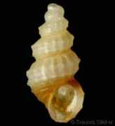gastropods.com Alvinia