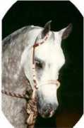 equiworld.net Alvison