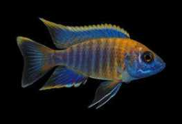 tomsfish.org Alwanda