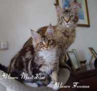 alwaro.pl Alwaro