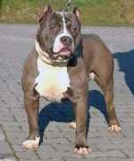 Alyen