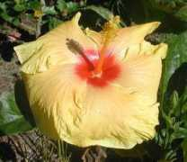 hibiscusworld.com Alyrah