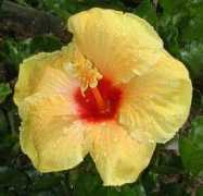 hibiscusworld.com Alyrah