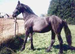 lechevalfrison.free.fr Alysee