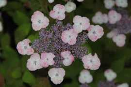 panglobalplants.com Amacha