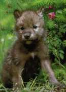 drachenbaby.de Amadahy