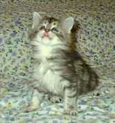 coonpanion.com Amadala