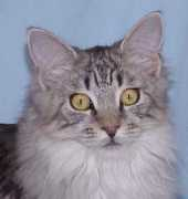 coonpanion.com Amadala