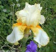 Amain