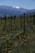 winepictures.com Amalaya