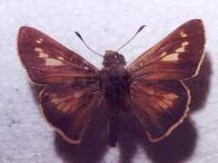 lepidoptera.butterflyhouse.com.au Amalia
