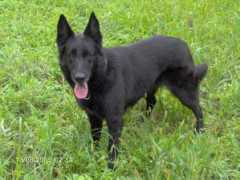 Amalka