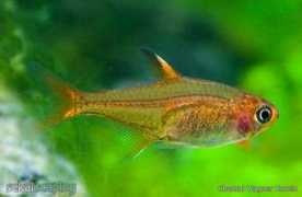 tropicalfishgallery.com Amandae