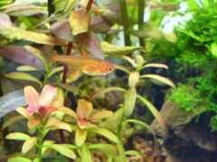 tropicalfishgallery.com Amandae