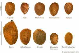 Amandes