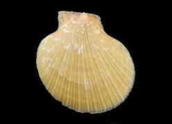 pectensite.com Amandi