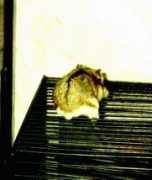 hamsterhouse.com Amandine