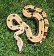 boaconstrictor.de Amarali