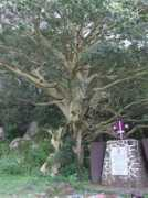 Amate