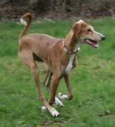 tombouktous-azawakhs.de Amazzal